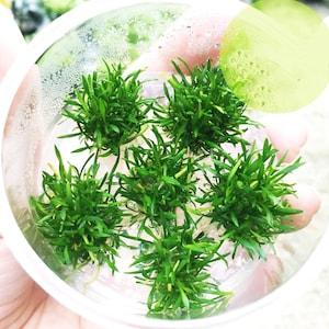 Greenpro Cryptocoryne Parva Freshwater Live Aquarium Plants Tissue Culture Carpet Cup Fish Tank Decoration