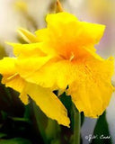 Canna Flaccida, Canna Lily Live Plant Rhizome (Golden Yellow)