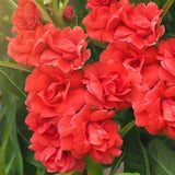 100 Mixed Dwarf TOM THUMB IMPATIENS Balsamina - Sun or Shade - Double Purple, Red, White, Pink, & Orange Flower Seeds