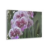 Acrylic Prints - Amazing Tropical Orchids from Isabela Puerto Rico - with rare Cuernos plant in background  - Made in USA