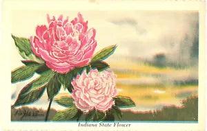 Peony, Indiana State Flower Adopted By The Act of The 1957, By Ken Haag Postcard