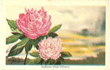 Peony, Indiana State Flower Adopted By The Act of The 1957, By Ken Haag Postcard