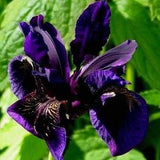 IRIS BLACK GOLD Hardy Perennial Chrysographes Velvet Dark Blue Purple  3 Rare Seeds!