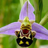 Rare ophrys apifera 1 bulb