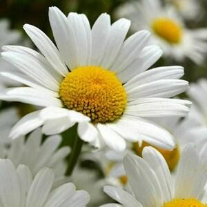 Daisy Seeds, Shasta Daisy Flower Seeds, "COOL BEANS N SPROUTS" Brand.