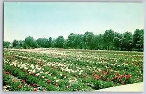Sarcoxie, Missouri - World's Peony Center - Vintage Postcard - Unposted