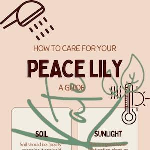 Houseplant How To - A Peace Lily Care Guide