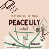 Houseplant How To - A Peace Lily Care Guide