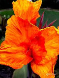 Wyoming Canna Lily Live Plant Rhizome (Orange with Yellow)