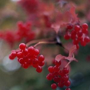 Viburnum trilobum (cranberrybush viburnum, American cranberrybush, high bush cranberry Seeds (20)