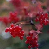 Viburnum trilobum (cranberrybush viburnum, American cranberrybush, high bush cranberry Seeds (20)