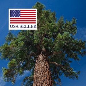 Abies magnifica - California Red Fir - 5 Seeds