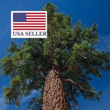 Abies magnifica - California Red Fir - 5 Seeds
