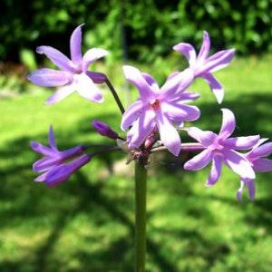 Tulbaghia violacea - Society Garlic - 10 Seeds