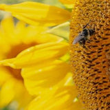 Bee on Sunflower