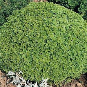 Spicy Globe Basil Seed Pack - Heirloom basil herb seeds