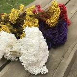 25g Natural Dried Preserved Millet Flower DIY Indoor - Home Wedding Hotel Decor