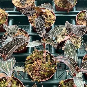 Jewel Orchid Plant | Orchid Ludisia discolor | 3.5" Pot