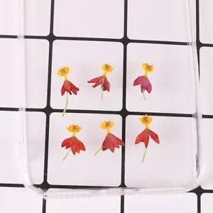 20PCS Real Pressed Dry flower, milkweed flower with stem for art DIY craft FCD53