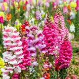 Snapdragon Maximum Mix Seeds | Tall Organic Heirloom Flowers | Elegant Blooms Perfect for Arrangements