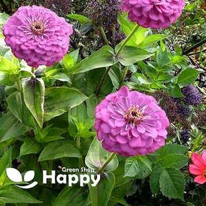 ZINNIA DAHLIA PASTEL - Dream- 360 seeds - Lilac Purple Large Double Flowers