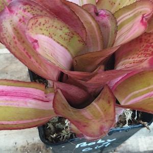 BROMELIA NEOREGELIA Baby Girl