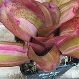 BROMELIA NEOREGELIA Baby Girl
