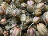 Dried Flowers  NIGELLA POD HEADS for crafting & decorating  Prim, Rustic Natural