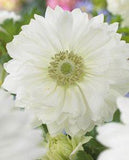 Hayloft Flower Delivery
