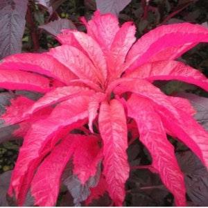 Amaranth Early Splendour. Selfseeding annual. Pollinators garden. 50 seeds