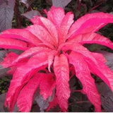 Amaranth Early Splendour. Selfseeding annual. Pollinators garden. 50 seeds