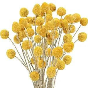 30Pcs Natural Dried Flowers Craspedia Billy Balls Flowers Billy Yellow-30mm