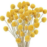 30Pcs Natural Dried Flowers Craspedia Billy Balls Flowers Billy Yellow-30mm