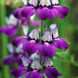 Collinsia heterophylla 100+ seeds Purple Showy annual | Cutting | Heirloom | Free US Shipping!  US seller
