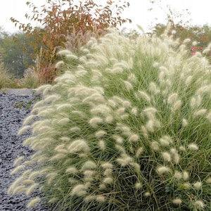 Feathertop Grass Decorative Grass 12 Seeds - Pennisetum Villosum NON GMO