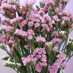 STATICE QIS ROSE Limonium Sinuatum Cut-Flower Dried Arrangement, 10 Seeds