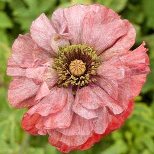 DOUBLE SHIRLEY SILKY Poppy Striped Silk Soft 100 Seeds