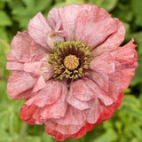 DOUBLE SHIRLEY SILKY Poppy Striped Silk Soft 100 Seeds