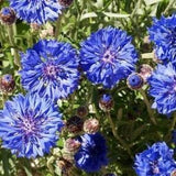 Blue Cornflower seeds