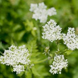 Flower Seed - Sweet Cicely Seeds - Flowers to Plant - Wildflower - Garden - Organic Seeds - Flowers - Seeds and Flowers - Wildflower Seed