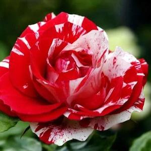 Meteo shower roses seeds -20 seeds- code 168
