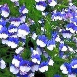 N249 Elfenspiegel blue 20 Nemesia seeds blue Nemesia seeds flower seeds groundcover Seeds Zaten
