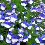 N249 Elfenspiegel blue 20 Nemesia seeds blue Nemesia seeds flower seeds groundcover Seeds Zaten