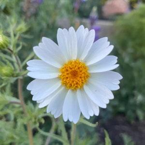 White Daisy Tidytips | Layia Glandulosa seeds
