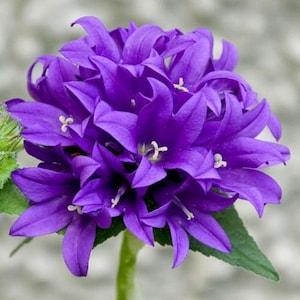 100 Pcs  Clustered BellFlower Seeds- Dahurica Flower-Cluster Bellflower Acaulis- CAMPANULA GLOMERATA / (FL131)