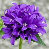 100 Pcs  Clustered BellFlower Seeds- Dahurica Flower-Cluster Bellflower Acaulis- CAMPANULA GLOMERATA / (FL131)