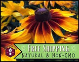 2000+ Gloriosa Daisy Seeds, Flower Gardening Plant Seed Packet, Non-GMO, USA