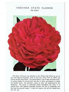 Post Card Vintage(1) IN, State Flower The Peony 47578 UP (#969)