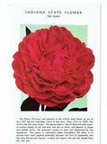 Post Card Vintage(1) IN, State Flower The Peony 47578 UP (#969)