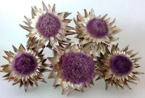 Lot of Five Real Dried Artichoke Flowers ~7 Inches Wide on Natural Stems- Lot 15